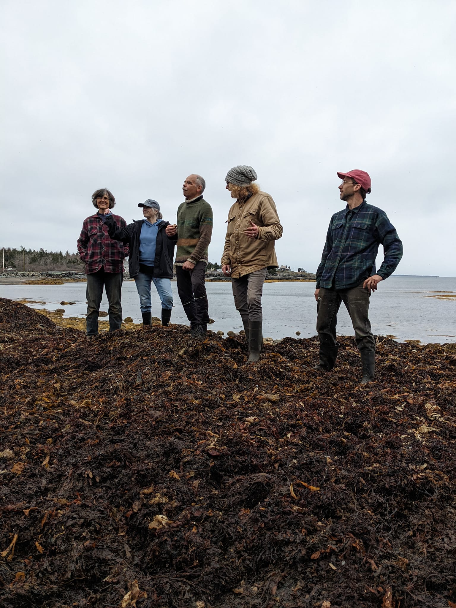 Five people at the shoreline collecting seaweed.