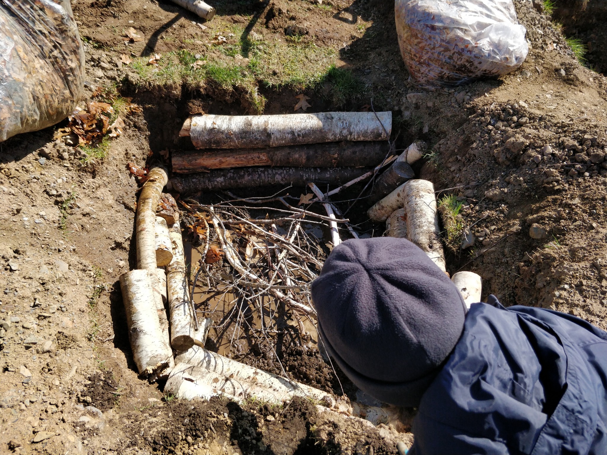 A hole in the ground, lined with birch branches. A person adds more branches.