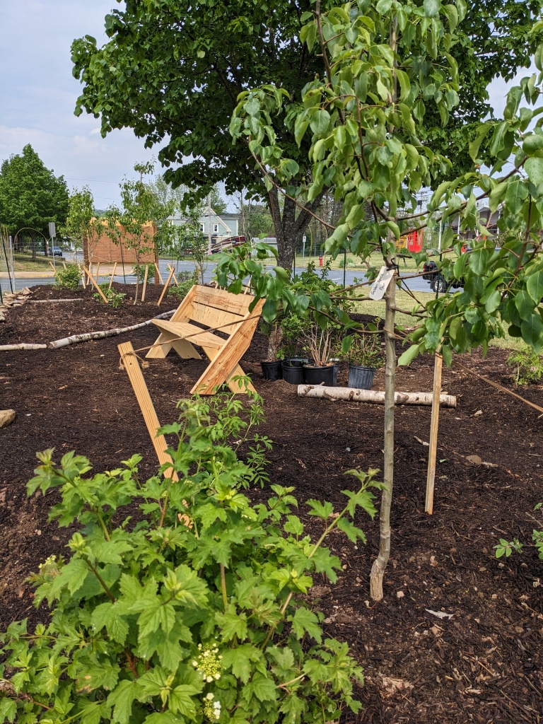 Photo of the food forest at Bluenose Academy in spring 2023. Small fruit trees and shrubs and a wooden bench.